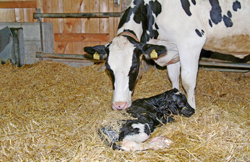 1 Eine gr��ere Zeitspanne zwischen den K�lbergeburten f�rdert die Gesundheit von K�hen. Allerdings steigt das Risiko, dass die Tiere verfetten und am Ende der Laktation weniger Milch geben.