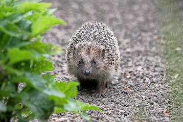 Der Braunbrustigel ist im S�dwesten heimisch.