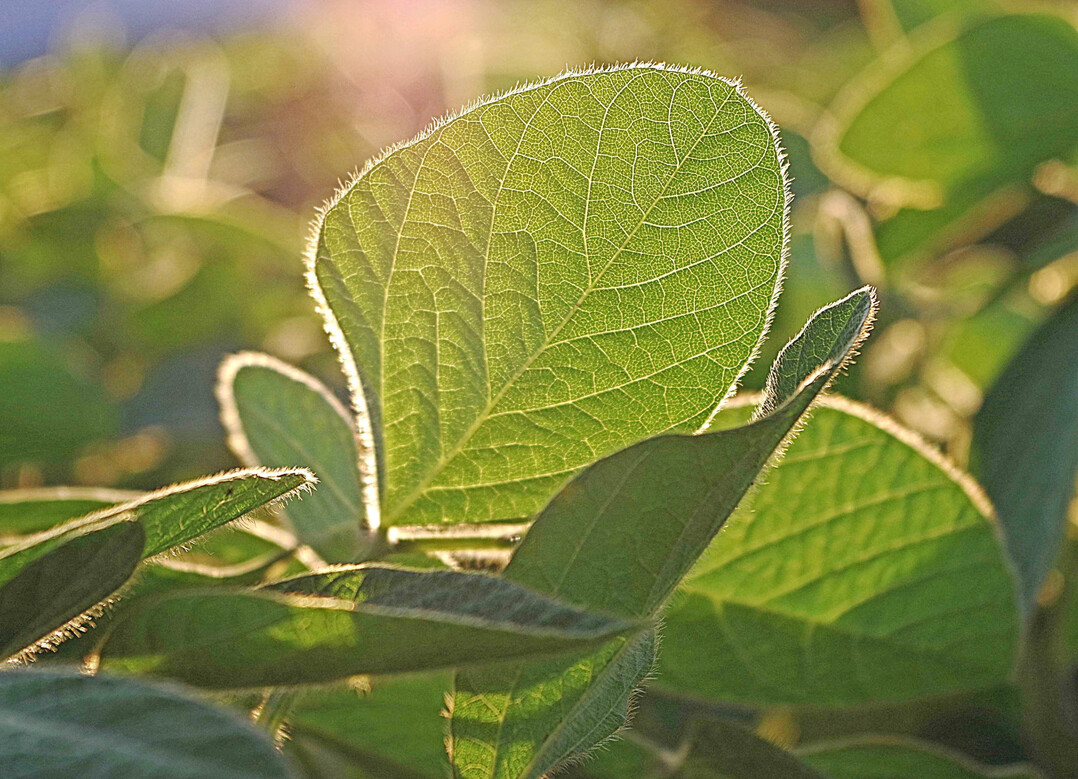 Der Anteil heimischer Eiweißlieferanten für die Fütterung, wie hier auf dem Bild Sojabohnen, nimmt in Deutschland weiter zu.