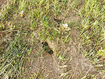 Schadnagerkontrolle im Ackerbau oder Grünland fällt in den Rechtsbereich Pflanzenschutz.