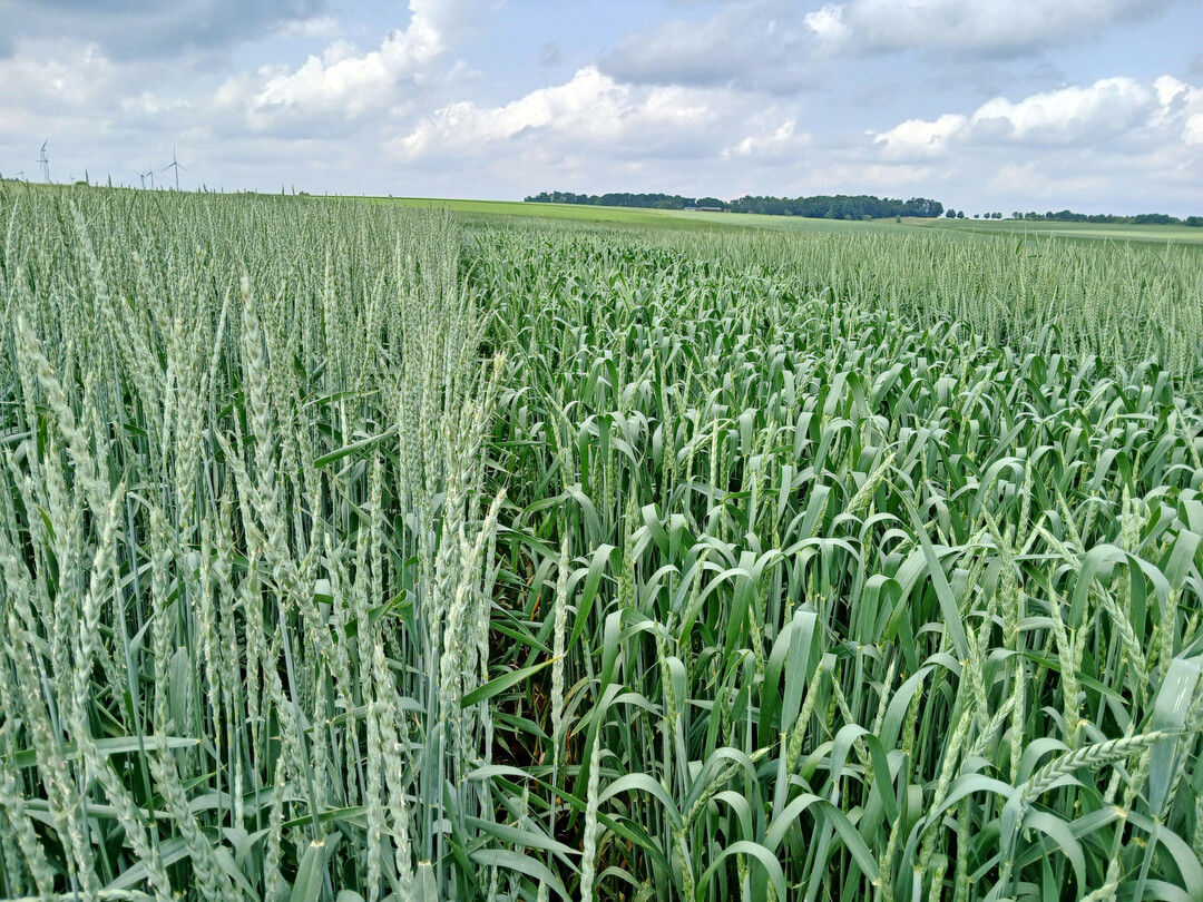 Zur Ernte 2025 standen 11 Dinkelsorten in Baden-W�rttemberg zur Pr�fung an, davon zwei Neuzulassungen.