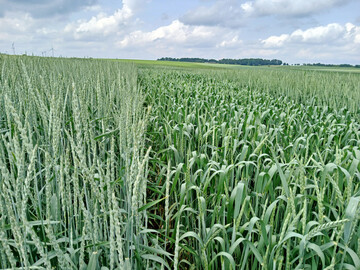 Zur Ernte 2025 standen 11 Dinkelsorten in Baden-W�rttemberg zur Pr�fung an, davon zwei Neuzulassungen.