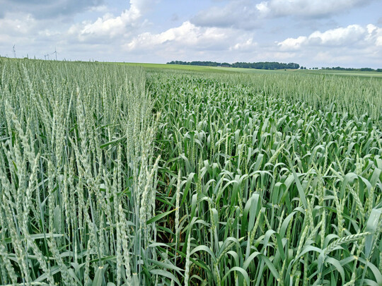 Zur Ernte 2025 standen 11 Dinkelsorten in Baden-Württemberg zur Prüfung an, davon zwei Neuzulassungen.