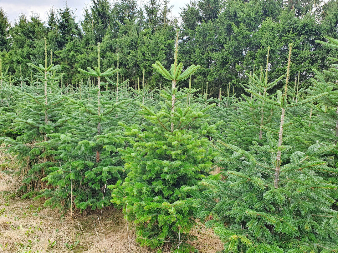 Die Weihnachtsbaumerzeuger hoffen auf viele Kunden, die einen natürlichen Baum wollen – auch wenn er etwas mehr kostet als vor einem Jahr.