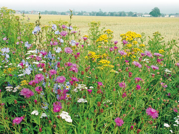 In der Ackerflur entstanden im Rahmen der Studie ein- und mehrjährige Blühstreifen mit verschiedenen Mischungen.