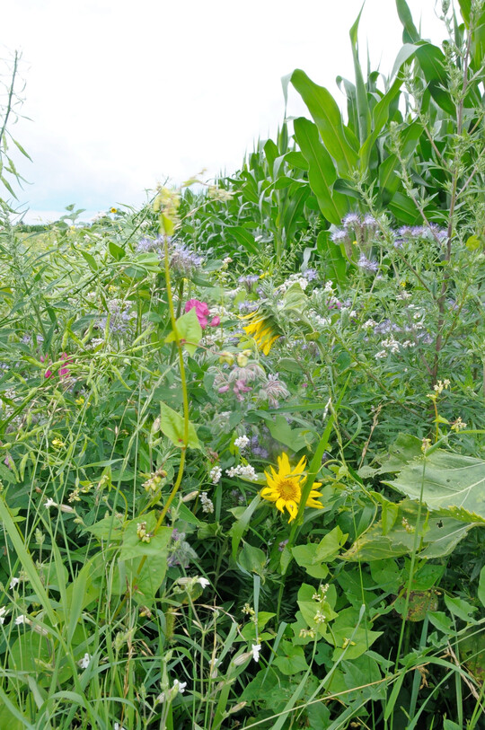 Das durchgehende Bl�tenangebot erm�glichte zahlreichen Wildbienenarten, sich dauerhaft in dem Gebiet anzusiedeln und die Fl�chen als Nahrungs- und Nisthabitate zu nutzen. 