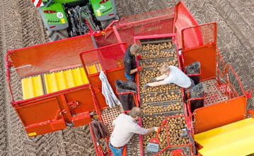In Deutschland läuft die Kartoffelernte. Die amtlichen Zahlen zum Ernteumfrang sind noch vorläufig.