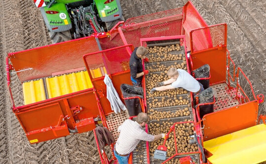 In Deutschland l�uft die Kartoffelernte. Die amtlichen Zahlen zum Ernteumfrang sind noch vorl�ufig.