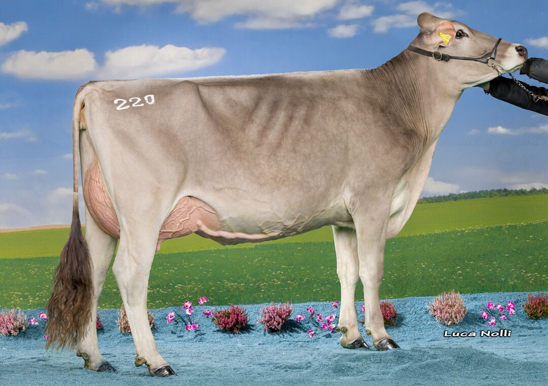 Die Purpro Tochter Beste von Michael Mader, Kisslegg, best�tigt Purpro als interessantesten Neueinsteiger bei den gepr�ften Bullen.