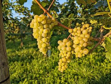 Der Weinbau steckt in schwierigen Zeiten.