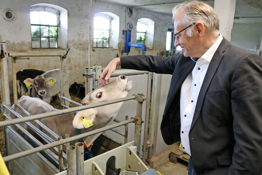 Auf Tuchfühlung mit einem Kalb: Norbert Lins, MdEP, sicherte den Tierhaltern bei seinem Besuch in Oberschwaben Unterstützung zu. Jede fünfte Kuh in Baden-Württemberg steht im Landkreis Ravensburg.