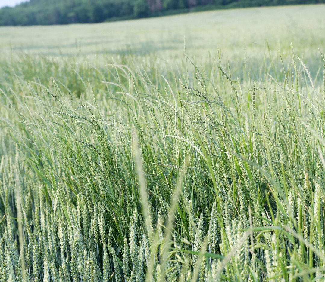 Die Nahaufnahme eines Winterweizen-Feldes zeigt mehrere Halme des Weidelgrases zwischen der Hauptkultur. Die Bodenherbizide mit den Wirkstoffen Flufenacet, Prosulfocarb und Chlortoluron haben auch auf Weidelgräser bei entsprechender Bodenfeuchtigkeit im Vorauflauf eine gute Wirkung.