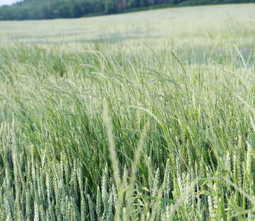 Die Nahaufnahme eines Winterweizen-Feldes zeigt mehrere Halme des Weidelgrases zwischen der Hauptkultur. Die Bodenherbizide mit den Wirkstoffen Flufenacet, Prosulfocarb und Chlortoluron haben auch auf Weidelgr�ser bei entsprechender Bodenfeuchtigkeit im Vorauflauf eine gute Wirkung.