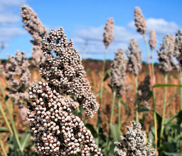 Bei der Ernte von K�rnersorghum gibt es einiges zu beachten.