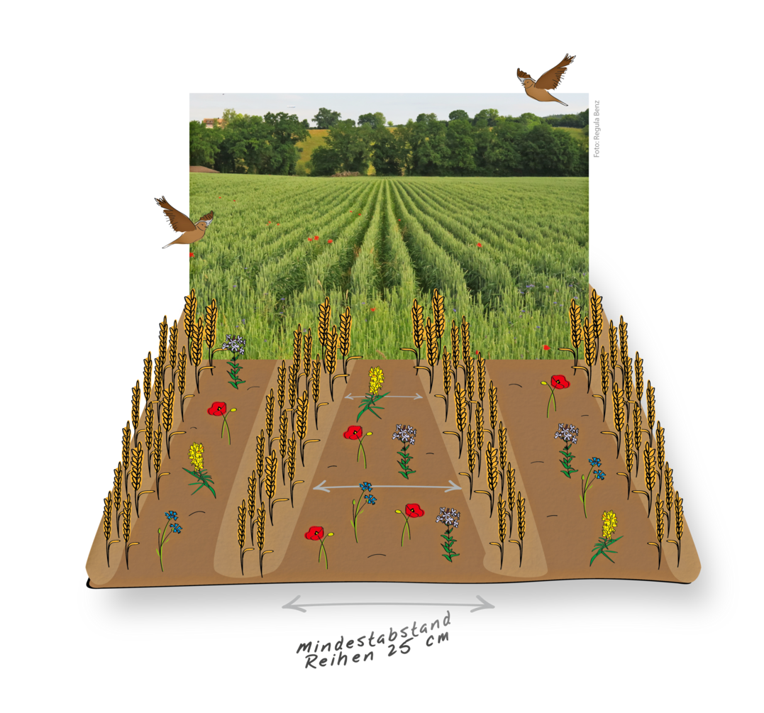 Die Aussaat des Getreides erfolgt beim Sommer- oder Wintergetreide (au�er Mais) mit einem erweiterten Drillreihenabstand (25 bis 45 cm). Auch Doppelreihen sind m�glich. Die Untersaat kann zum Beispiel beim Hacken der Getreidereihen ges�t werden.