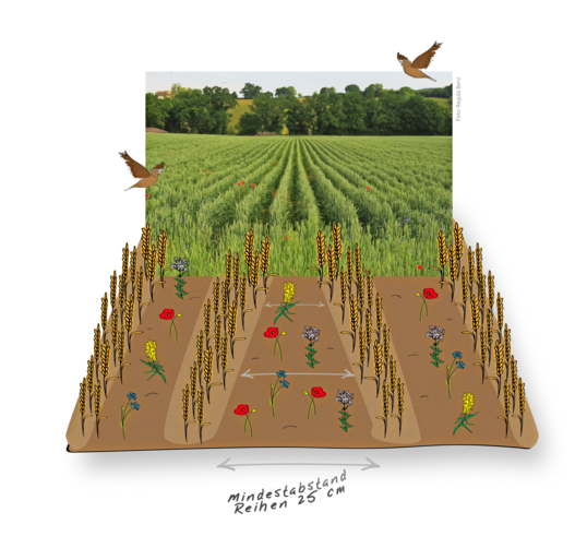 Die Aussaat des Getreides erfolgt beim Sommer- oder Wintergetreide (au�er Mais) mit einem erweiterten Drillreihenabstand (25 bis 45 cm). Auch Doppelreihen sind m�glich. Die Untersaat kann zum Beispiel beim Hacken der Getreidereihen ges�t werden.