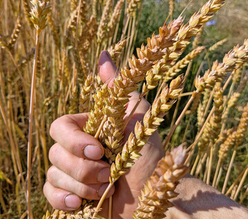 Forschende und Z�chter analysieren auch die inneren Eigenschaften des Weizenkorns.