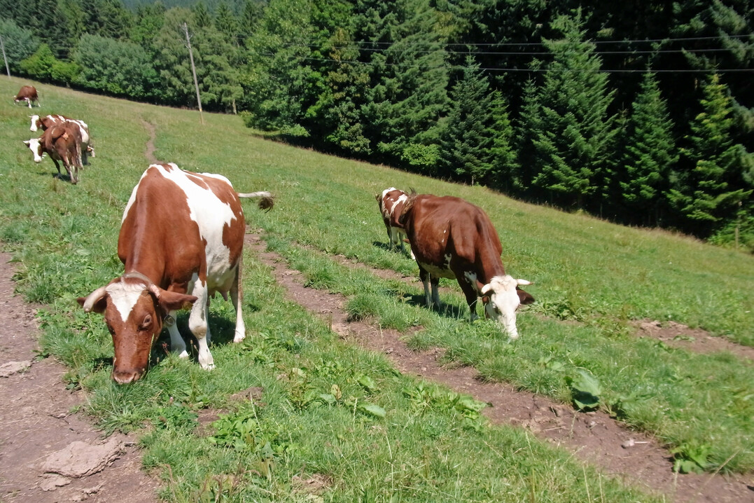 In einer Studie wurde untersucht, inwieweit Rinder- und Schafhalter bereit sind, ihre Herden vor dem Wolf zu sch�tzen.                                             