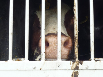 Tiertransport einer Kuh.