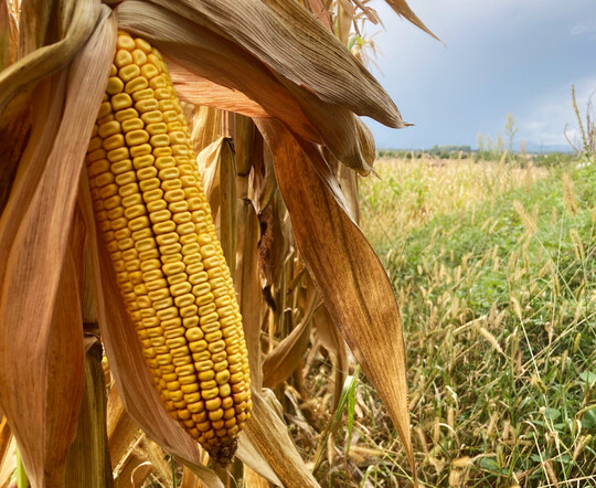 Im badischen Rheintal läuft die Körnermaisernte. Die Marktlage ist angespannt.