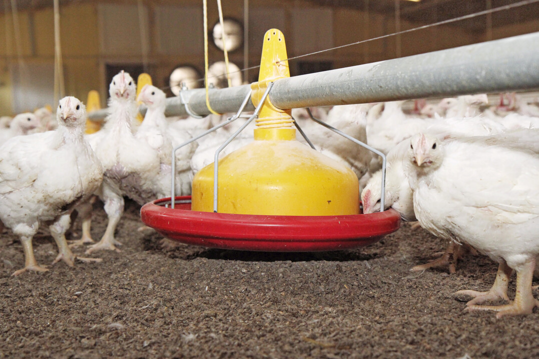 Bei einem Gro�brand sind mehrere tausend Masth�hnchen auf einem landwirtschaftlichen Betrieb in Niederstetten im Main-Tauber-Kreis get�tet worden.