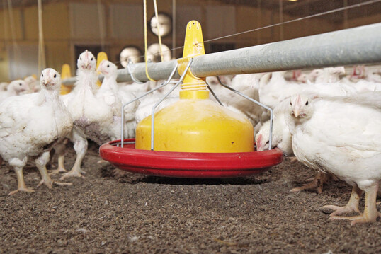 Bei einem Großbrand sind mehrere tausend Masthähnchen auf einem landwirtschaftlichen Betrieb in Niederstetten im Main-Tauber-Kreis getötet worden.