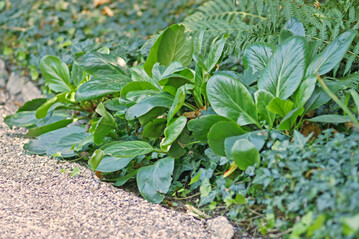 Als Blattschmuckstaude �berzeugt die Bergenie "Bressingham White" mit einer kompakten Wuchsform und lederartigen Bl�ttern, die Schnecken nicht m�gen.