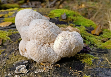 Der Igelstachelbart ist Pilz des Jahres 2026.