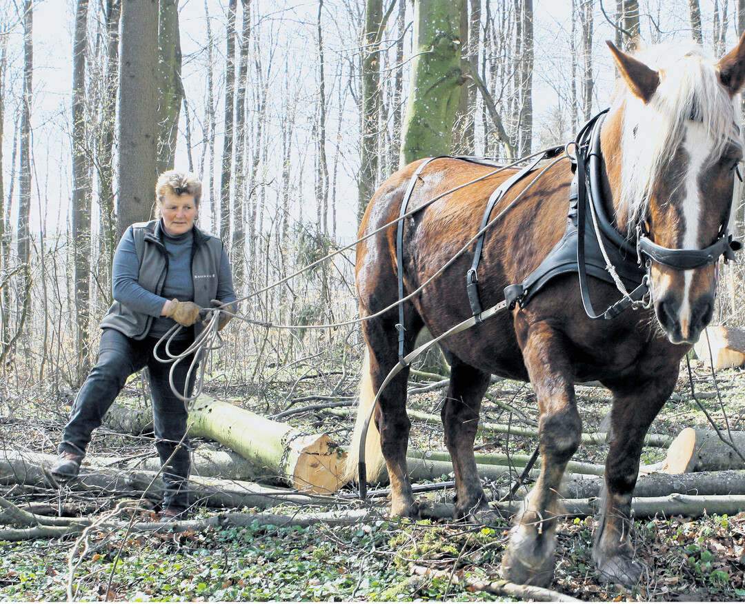 Ein starkes Team, das sich fast ohne Worte versteht: Christel Erz und ihr 15-j�hriger Schwarzw�lder Fuchswallach �Domino" beim Vorliefern von Schwachholz im Laichinger Stadtwald.