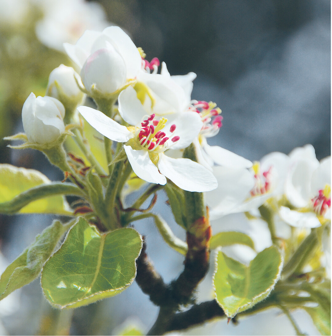 Die Obstb�ume stehen jetzt in voller Pracht, wie dieser Birnbaum. Die deutschen Verbraucher genie�en im Durchschnitt pro Jahr etwa zwei Kilo Birnen. �pfel sind hingegen der Renner. Zehnmal soviel �pfel und f�nfmal soviel Bananen als Birnen werden verzehrt.