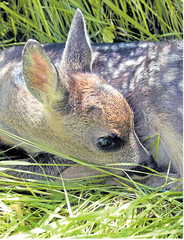 Mit einer W�rmebildkamera k�nnen die Kitze schnell gefunden werden.