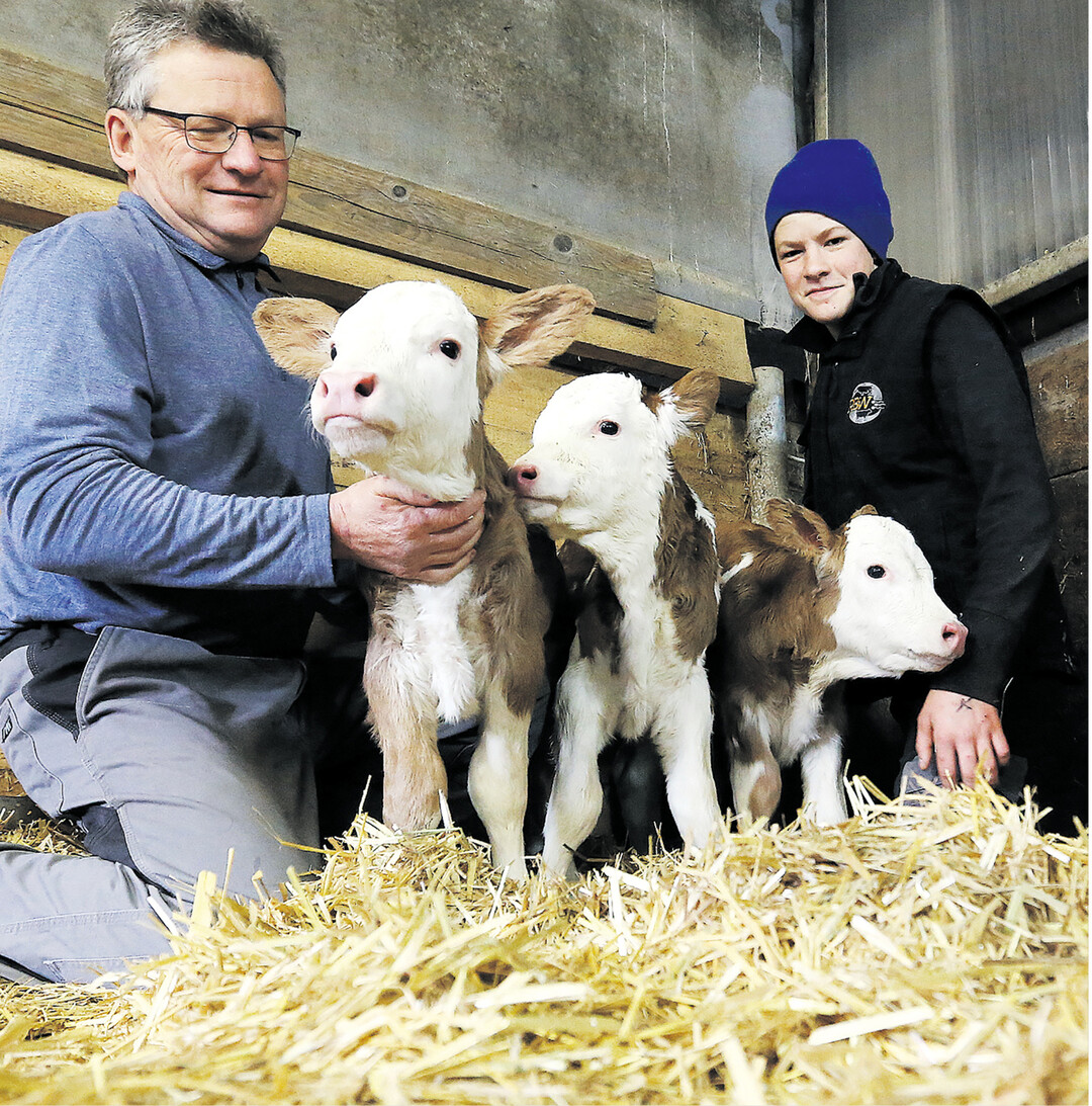 Evis gro�er Wurf: P�nktlich zu Ostern hat eine Kuh in Oberschwaben gesunde Drillinge zur Welt gebracht. �Die drei M�dels sind wohlauf, die Kalbung lief ohne Probleme�, berichtet Landwirt Robert B�ttle in Unlingen im Kreis Biberach erleichtert.