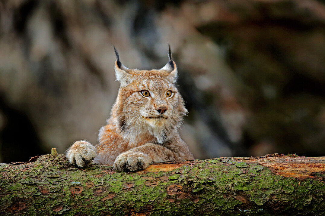 Luchs im Wald.