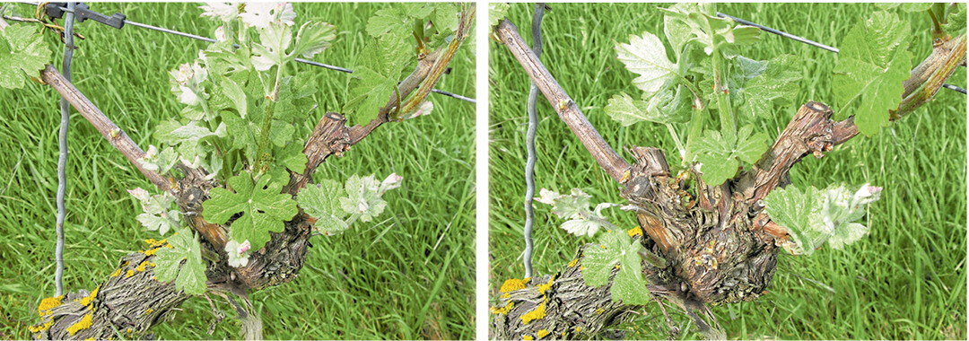 Neben dem Entfernen von Doppel- und K�mmertrieben sollten beim Ausbrechen Verdichtungsbereiche aufgelockert werden. Die Fotos zeigen den urspr�nglichen Stammkopf (links) und den ausgelichteten Stammkopf (rechts).