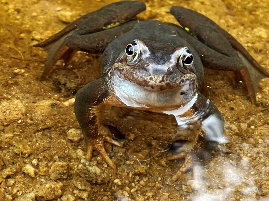 Ein Frosch im Wasser.