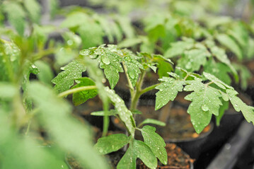 Mithilfe eines raffinierten Systems aktivierender und inaktivierender Signalmoleküle können Tomatenpflanzen harmlose Verletzungen von bedrohlichen Angriffen durch Fressfeinde unterscheiden.