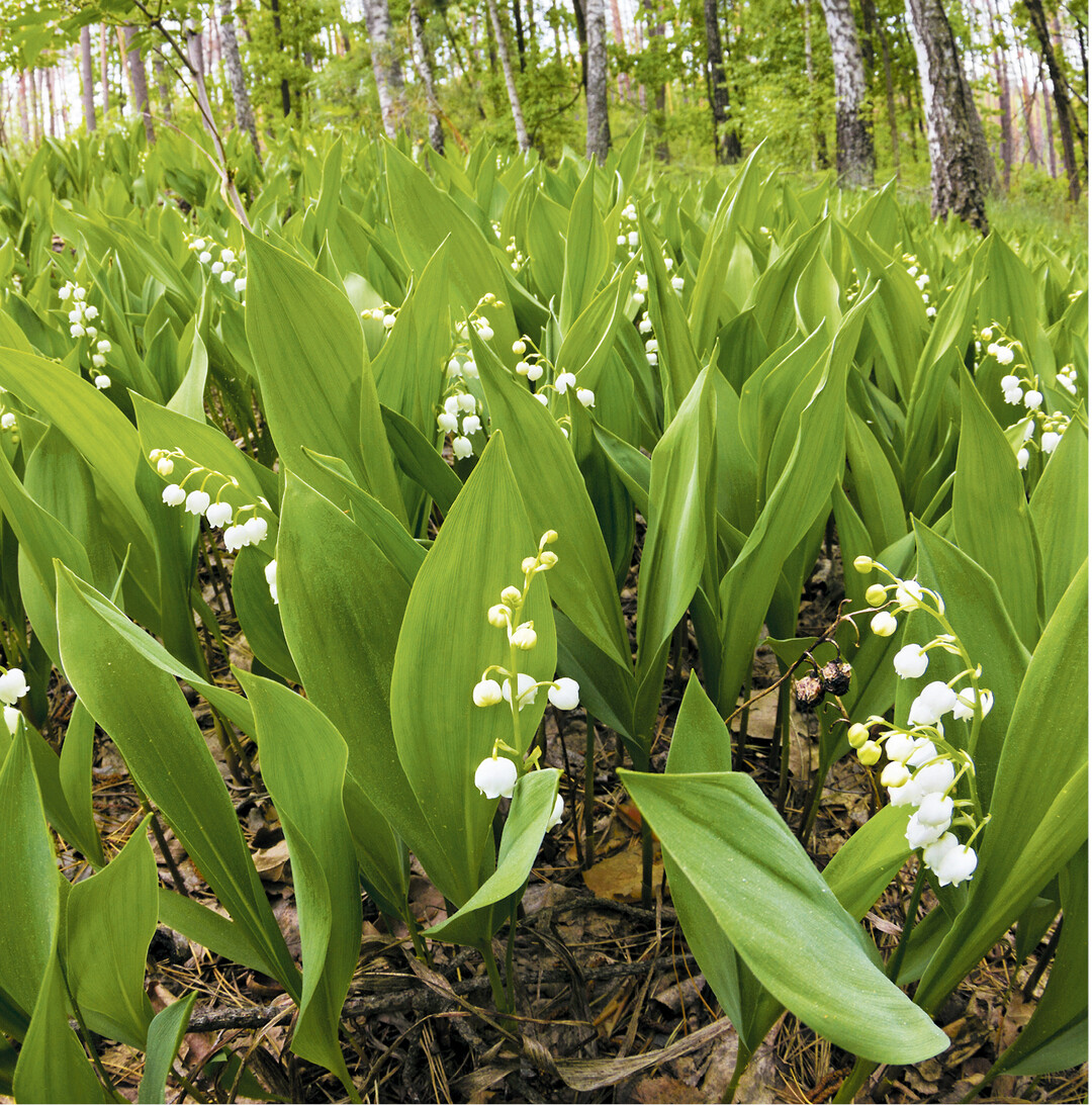 Die glockenf�rmigen Bl�ten der Maigl�ckchen verstr�men ihren bet�renden Duft bis in den Juni hinein. Die ganze Pflanzen, vor allem Bl�ten, Bl�tter und, nach dem Verbl�hen, die erbsengro�en Fr�chte sind giftig. Sie enthalten herzwirksame Stoffe. Bereits Hautkontakt kann Reizungen verursachen. Falls man ein kleines Str�u�chen gepfl�ckt hat, die H�nde waschen. Besonders gef�hrdet sind Kinder, weshalb man dann im Garten lieber auf Maigl�ckchen verzichtet.