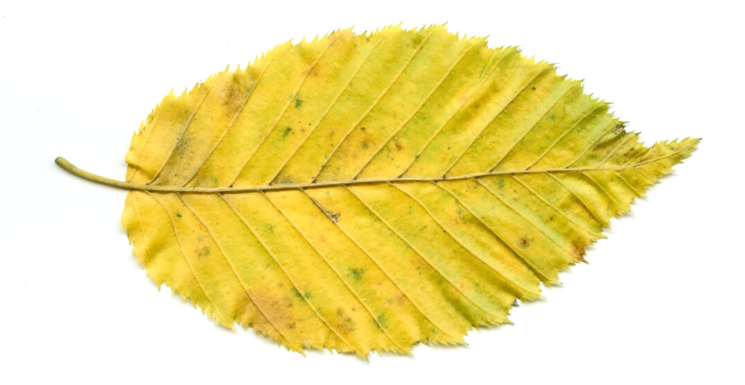 Herbstlaub ist ein beliebter �berwinterungsplatz f�r Insekten und kleinere Wirbeltiere.