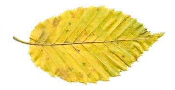 Herbstlaub ist ein beliebter Überwinterungsplatz für Insekten und kleinere Wirbeltiere.