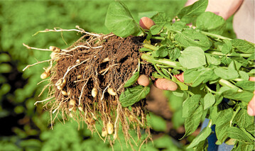 Eine Phosphat-Blattspritzung in einem frühen Stadium erhöht den Ansatz.