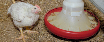 Bei der Bio-Fütterung spielen Eiweißkomponenten wie die in verschiedenen Versuchen getesteten Saatwicken eine große Rolle.