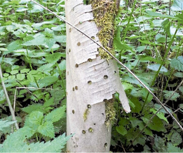 Belastung für den Wald: Alte, vergessene Wuchshüllen soll es nach der forstlichen Plastikreduktionsstrategie künftig keine mehr geben.