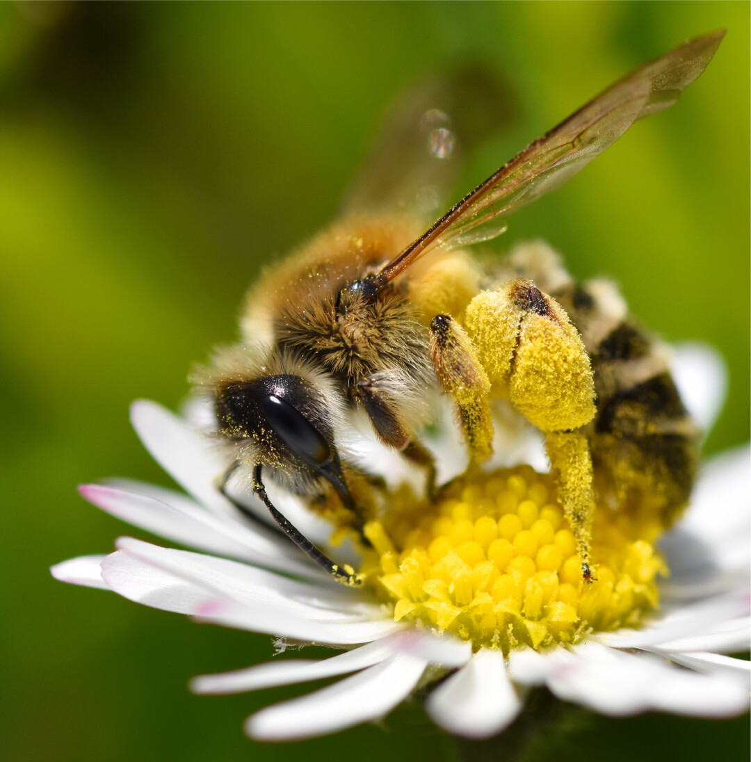 Diese Sandbiene sammelt Pollen auf einer G�nsebl�mchenbl�te. Die kleinen Wildbienen sind �beraus n�tzliche Best�uber. In verschiedenen Online- Seminaren der neuen Ulmer-Akademie erfahren Sie, wie Sie Wildbienen im eigenen Garten f�rdern k�nnen: www.ulmer-akademie.de