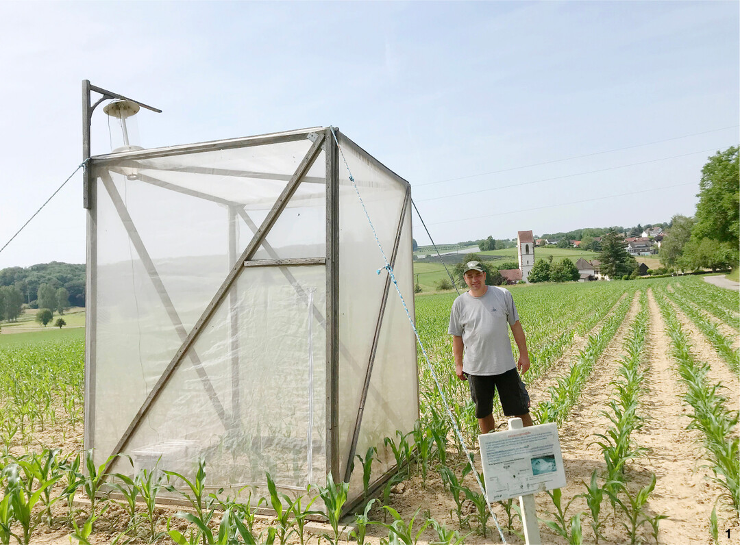 In Schlupfk�figen werden im Herbst Stoppeln mit Maisz�nslerlarven eingebracht und anschlie�end ihre Entwicklung beobachtet.