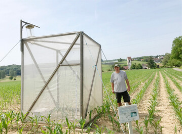 In Schlupfkäfigen werden im Herbst Stoppeln mit Maiszünslerlarven eingebracht und anschließend ihre Entwicklung beobachtet.