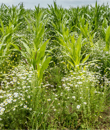 Eine vollständige Unkrautregulierung ist im Mais unerlässlich für hohe Erträge.