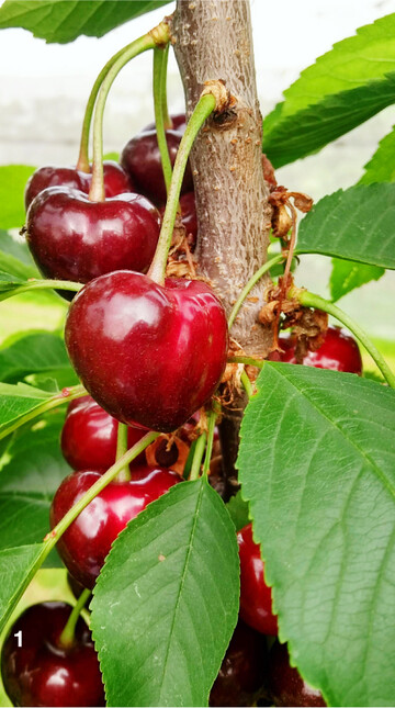 Mit typisch herzförmigen Früchten wartet die frühe Kirschsorte Rocket auf.