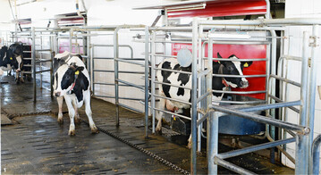 Die Akzeptanz des Melkroboters durch die Kühe ist für eine hohe Auslastung entscheidend.