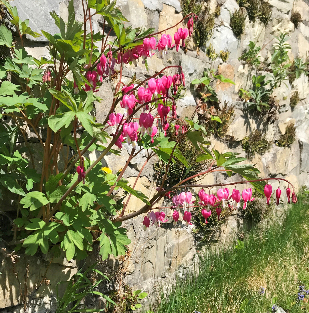 Muttertag An diesem Sonntag ist Muttertag. Ein in den USA entstandener Tag, der in der Frauenbewegung Ende des 19. Jahrhunderts seinen Ursprung hat.  Anna Marie Jarvis wollte einen Tag zu Ehren ihrer verstorbenen Mutter sowie stellvertretend f�r alle Frauen, die sich f�r ihre Rechte einsetzten, ins Leben rufen. Jarvis hatte Erfolg: 1914 wurde der erste Muttertag in den USA gefeiert. Mit steigender Verbreitung �ber den Erdball und der Kommerzialisierung distanzierte sich Jarvis von diesem Tag und bem�hte sich um dessen Abschaffung. Der Internationale Frauentag am 8. M�rz ist aus heutiger Sicht f�r Jarvis der passende Tag, um auf die Frauen und ihre Rechte aufmerksam zu machen. mi