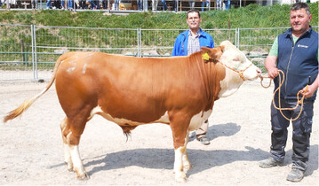 Diesen Fresser bot Klaus Kiefer aus Aitern an. Mit zehn Monaten stellte er bereits 389 kg auf die Waage. Das entspricht 1221 g t�gliche Zunahme. Er wechselt in einen Milchviehbetrieb nach Bernau.